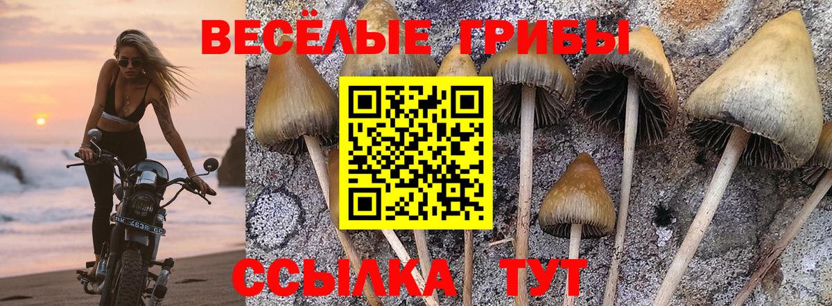 Псилоцибиновые грибы GOLDEN TEACHER  Псилоцибиновые грибы MAGIC MUSHROOMS  Вход с VPN  Кувандык 